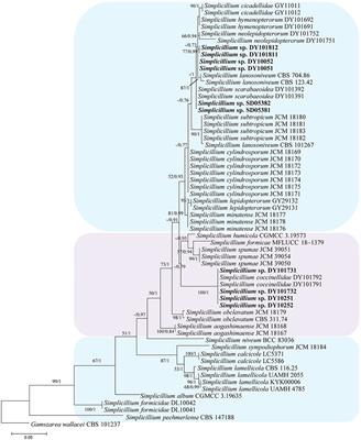 Multigene phylogeny, phylogenetic network, and morphological characterizations reveal four new arthropod-associated Simplicillium species and their evolutional relationship